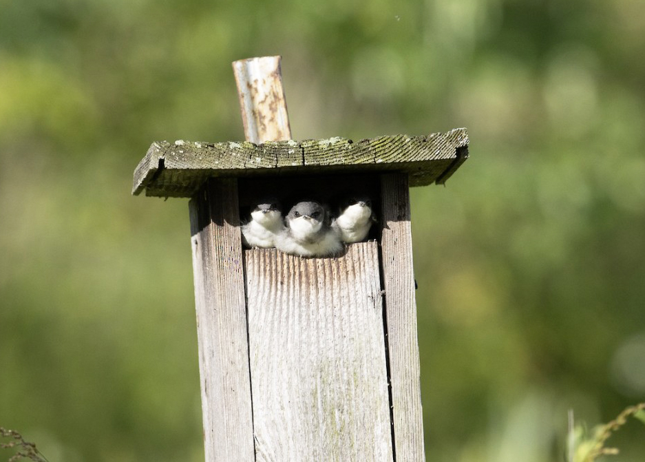 Three young Tree Swallows peek out of a wooden nest box entrance. They look ready to fledge.