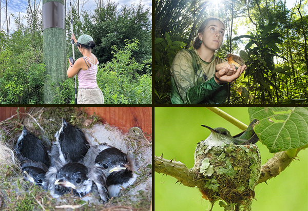 Four images clockwise from upper left: A monitor holding a pole up next to a wide telephone pole where the tops of the poles are out of frame; A field technician in a forest holding a small bird in her hands; a green and white hummingbird sitting in a nest that is covered in lichen and built on a tree branch; and five feathered chickadee nestlings with their eyes open in a mossy nest that was built inside a wooden nest box.