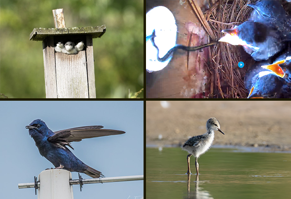 Four images, clockwise from upper left: Three swallow chicks poking their heads and shoulders out of the horizontal opening in the front of a wooden nest box; a screenshot from a nest camera showing an adult bird feeding a small snake through the entrance hole of a wooden nest box to the hungry chicks inside; a small downy chick with tall legs wading in a pool of water; an adult purple martin perched atop a plastic gourd with its wings held out behind it.
