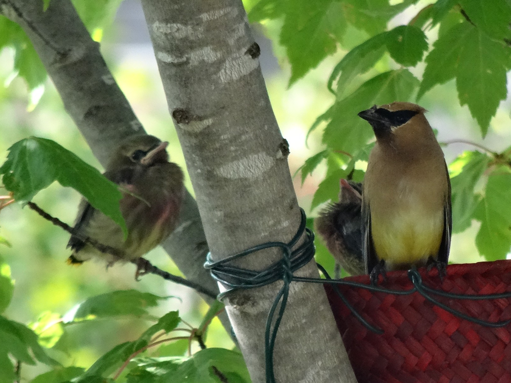 An adult cedar waxwing perched on the red-thatched basket structure that's been wired to a tree. Two gray fledglings are perched nearby - one on a small branch, and one next to the adult.