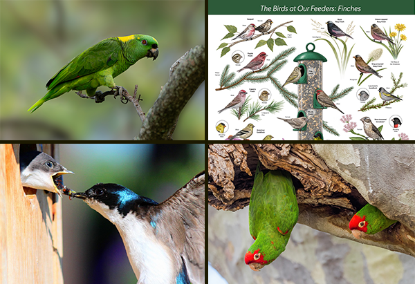 Clockwise from upper left: a green parrot with a yellow patch of feathers on the back of its neck perched on a tree branch; the top half of a poster showing various finch species, native plants, and a tube feeder; two green parrots with red faces and foreheads perched and somewhat hanging out of a tree cavity on the underside of a thick tree branch; and an adult tree swallow flying up to feed an insect to its nestling, which is sticking its head out of the entrance to a wooden nest box.